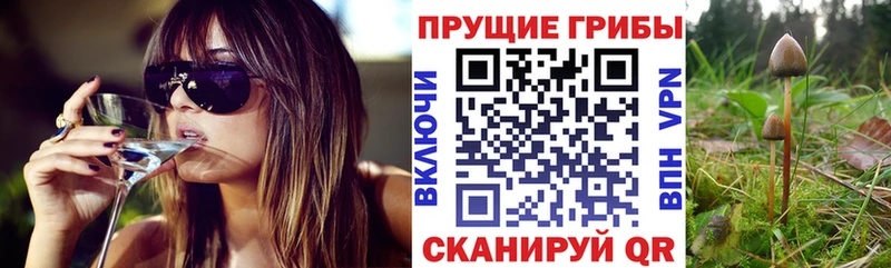 Купить  Гусиноозёрск  Галлюциногенные грибы Psilocybine cubensis 